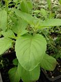 holy basil
